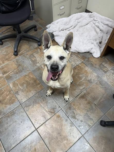 Batman, a ADOPTABLE Mixed Breed in Rawlins, WY image 2/6