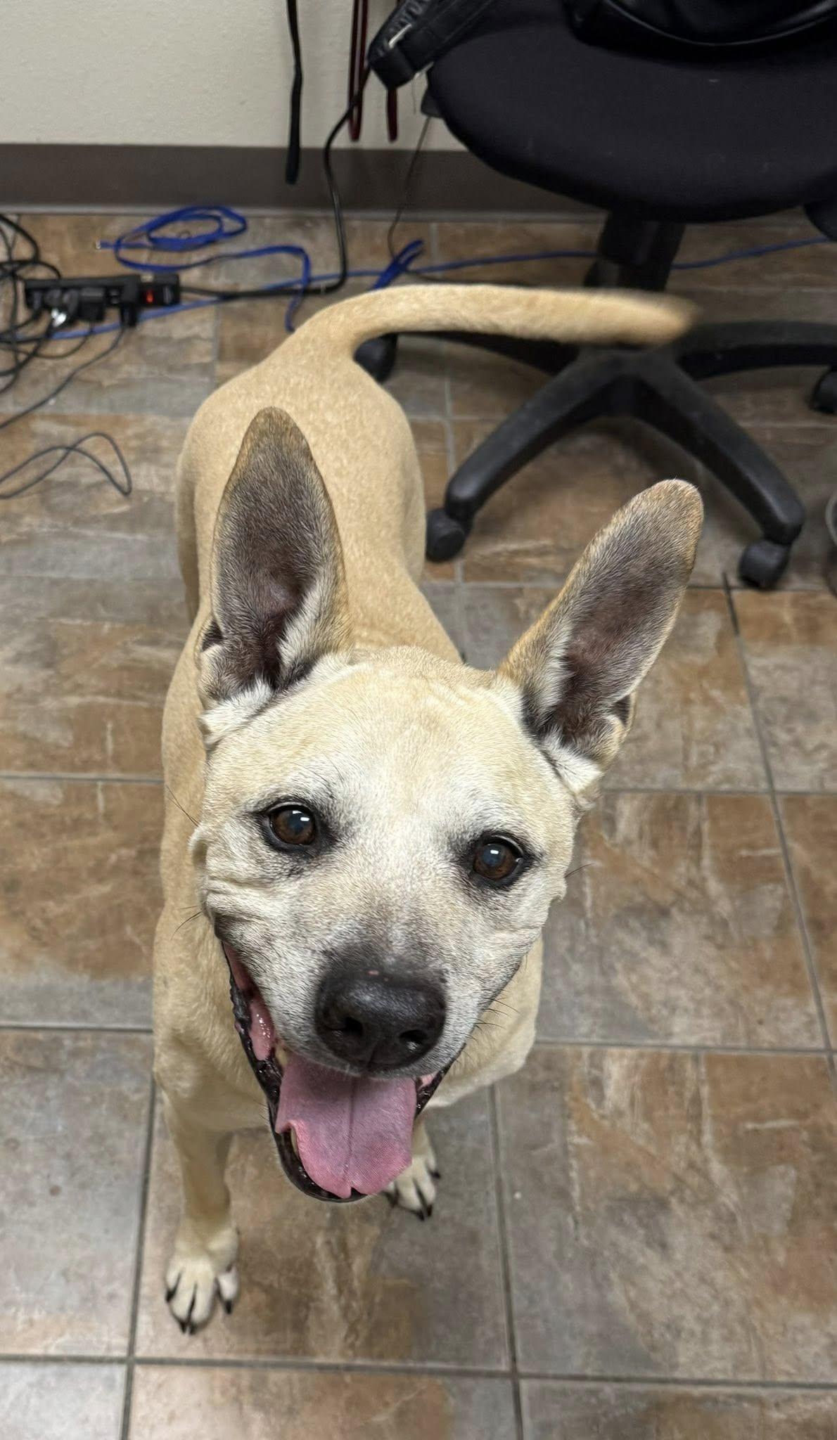 Batman, a ADOPTABLE Mixed Breed in Rawlins, WY image 3/6