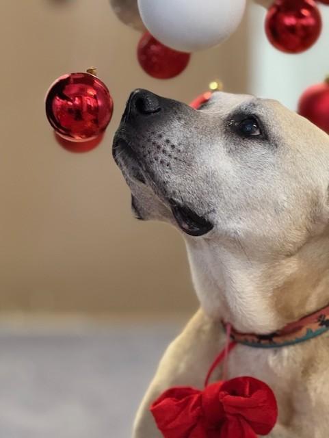 Batman, ADOPTABLE, Senior Female Mixed Breed.