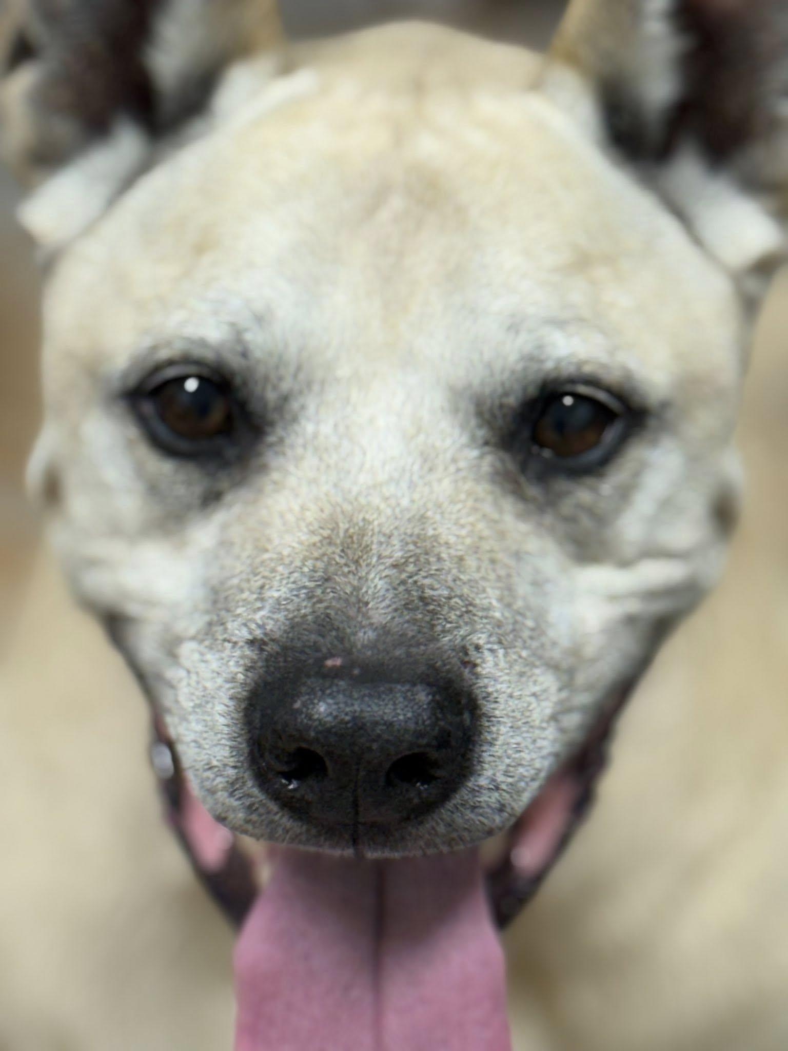 Batman, a ADOPTABLE Mixed Breed in Rawlins, WY image 5/6