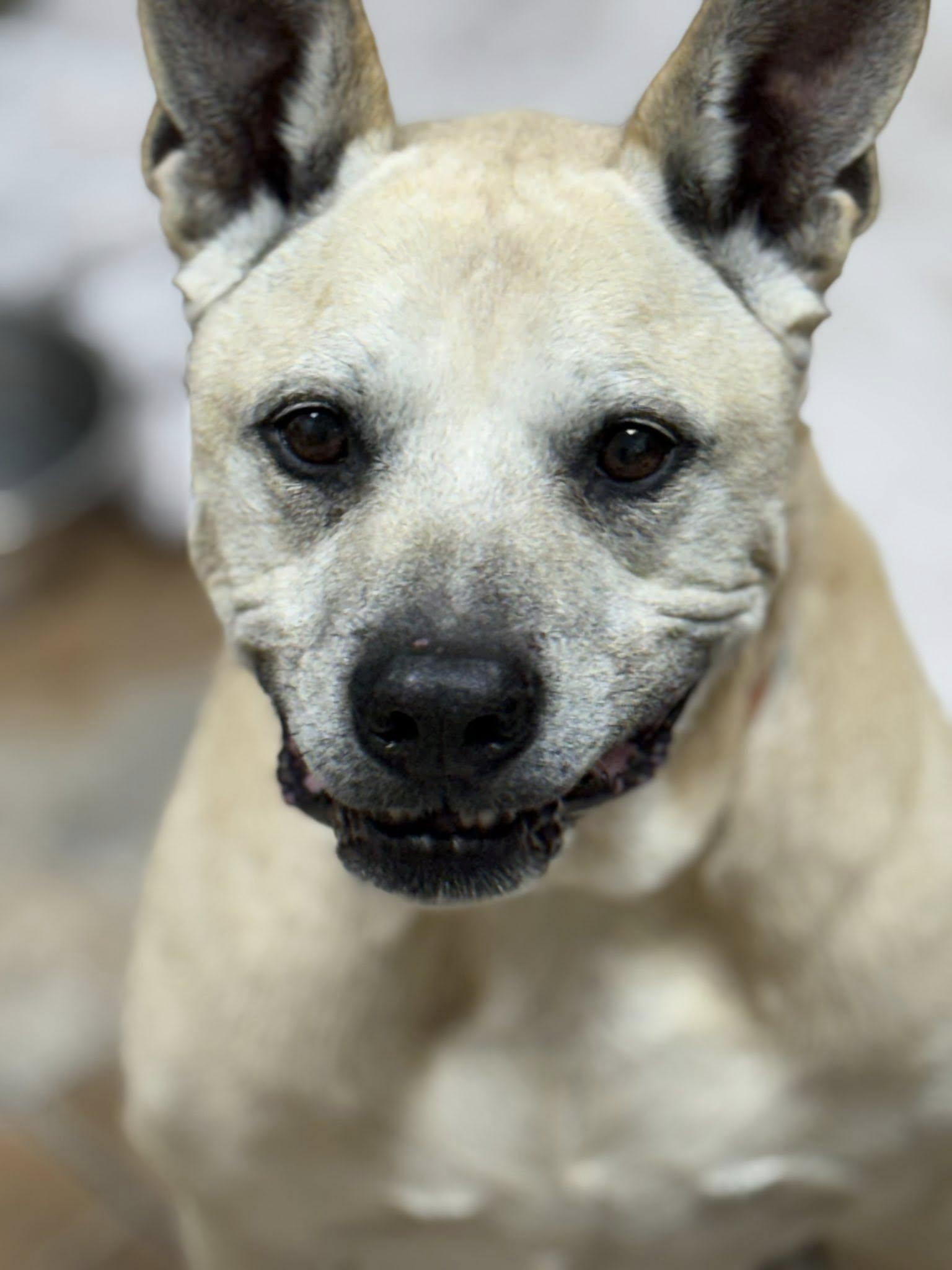 Batman, ADOPTABLE, Senior Female Mixed Breed.