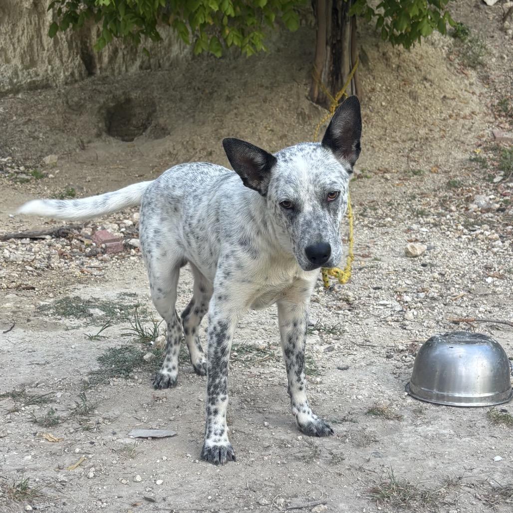 Mav KCAC #596.26, an adopted mixed breed in Kerrville, TX image 3/5