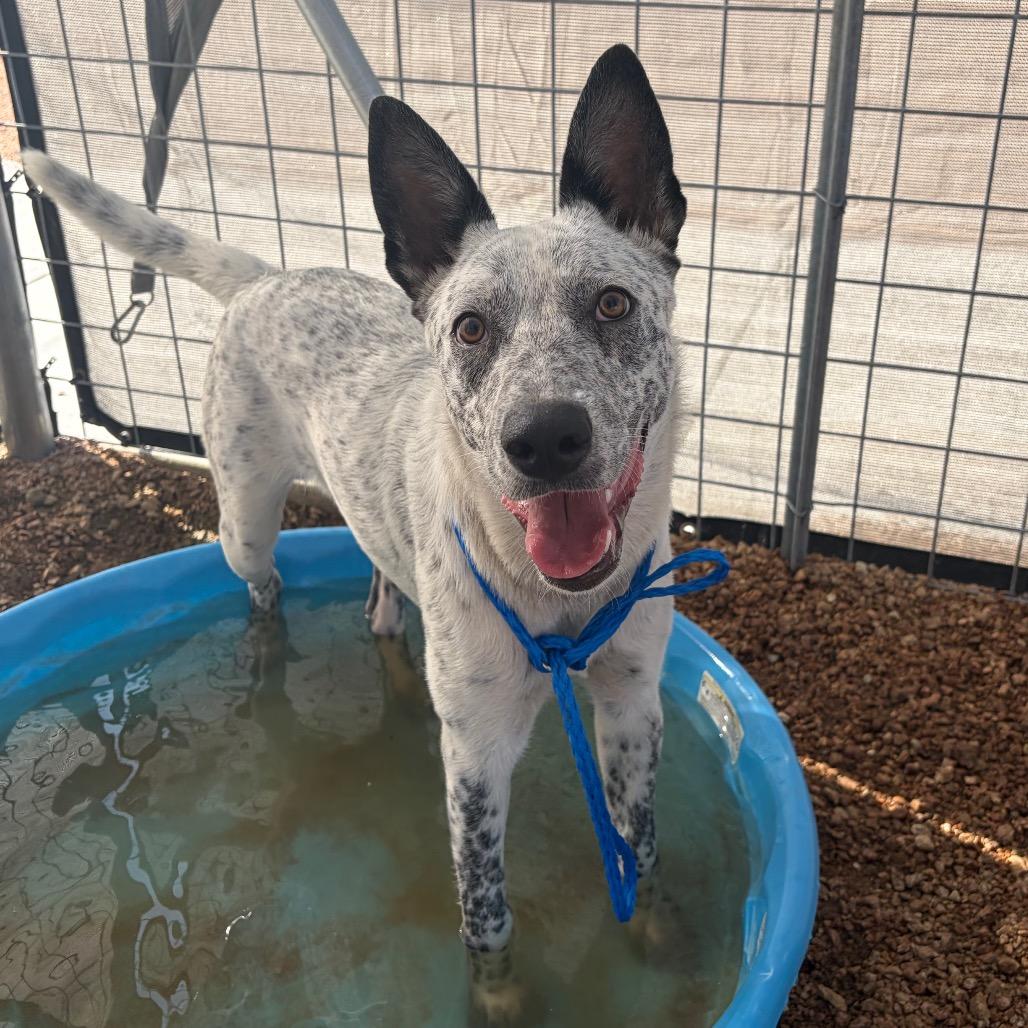 Mav KCAC #596.26, an adopted mixed breed in Kerrville, TX image 4/5