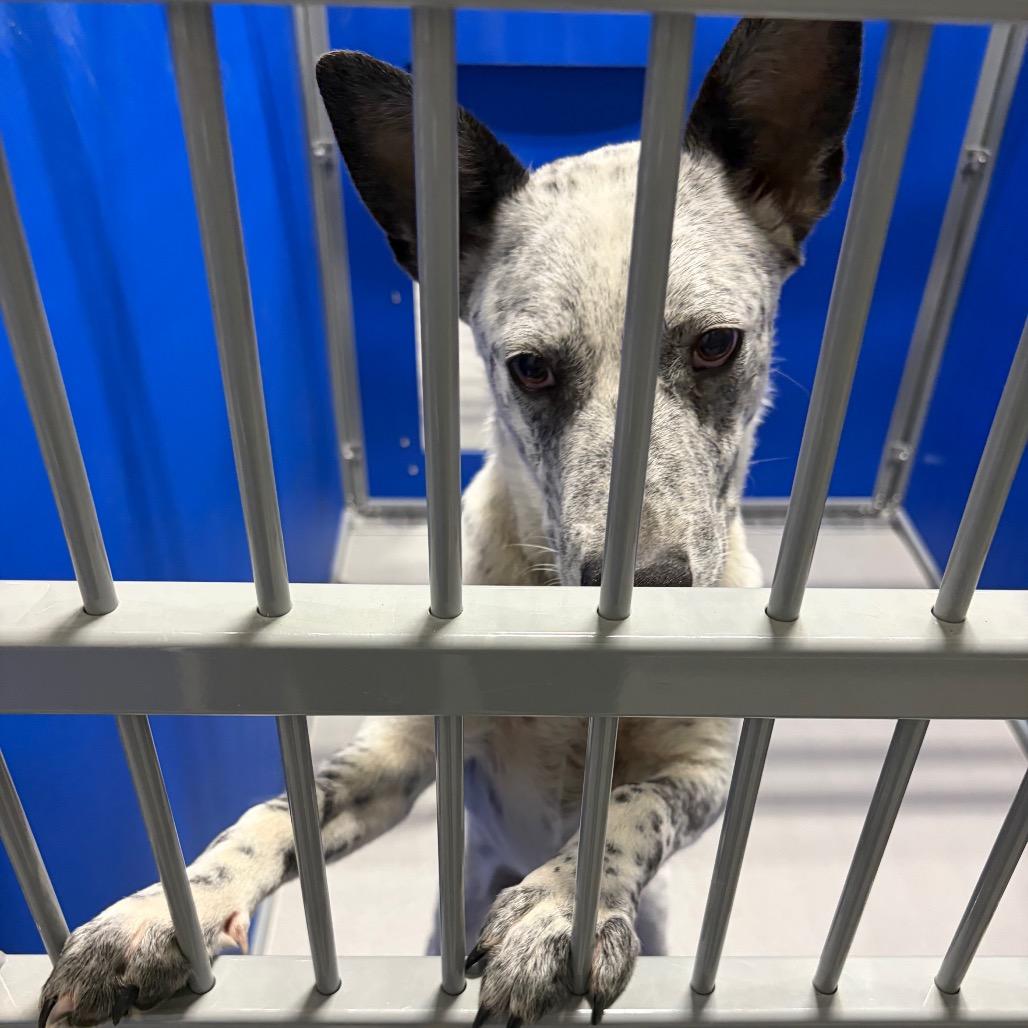 Mav KCAC #596.26, an adopted mixed breed in Kerrville, TX image 1/5