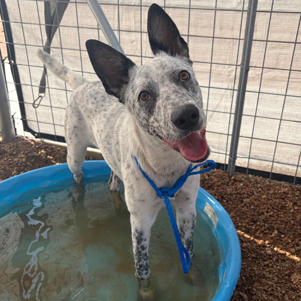 Mav KCAC #596.26, an adopted mixed breed in Kerrville, TX image 2/5
