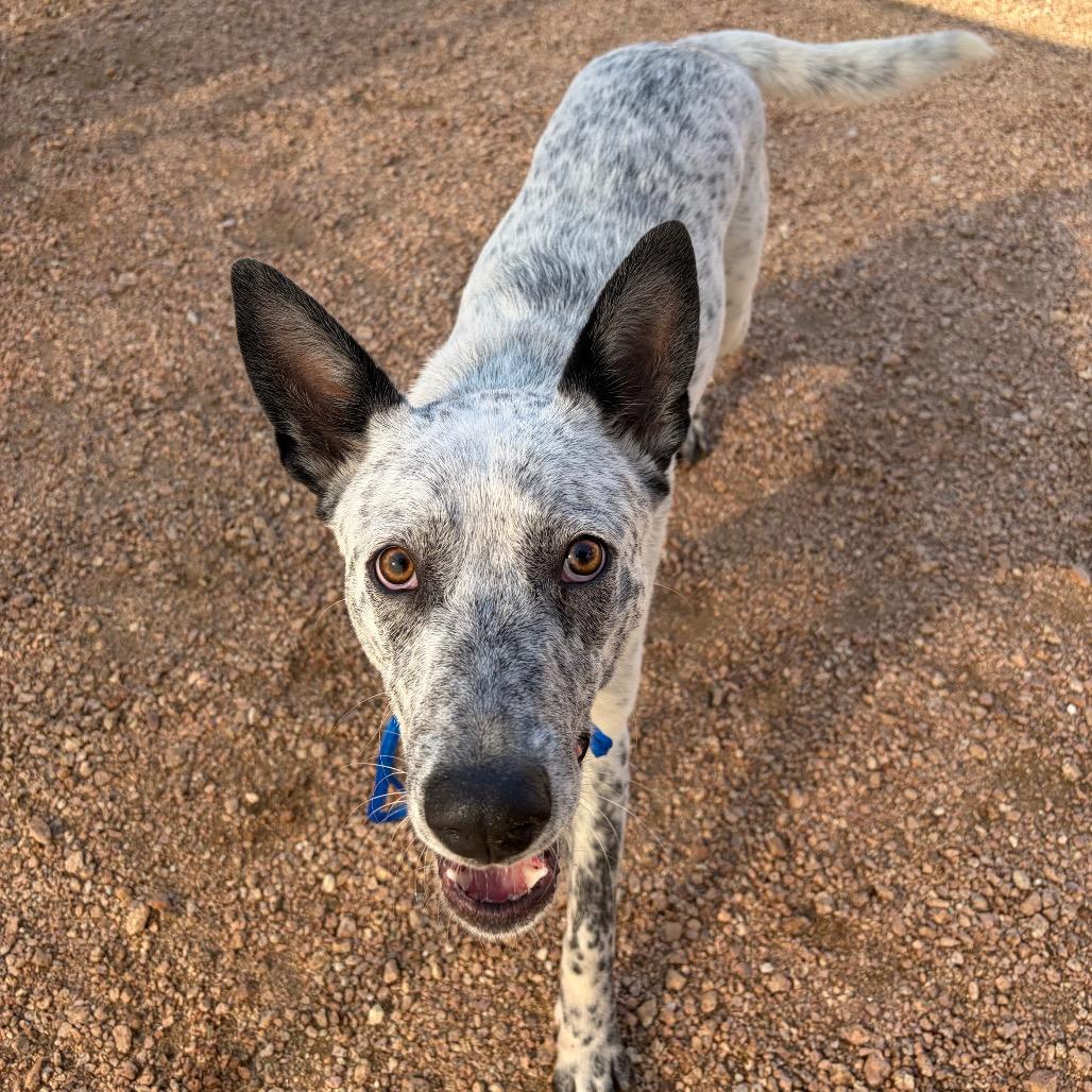 Mav KCAC #596.26, an adopted mixed breed in Kerrville, TX image 5/5