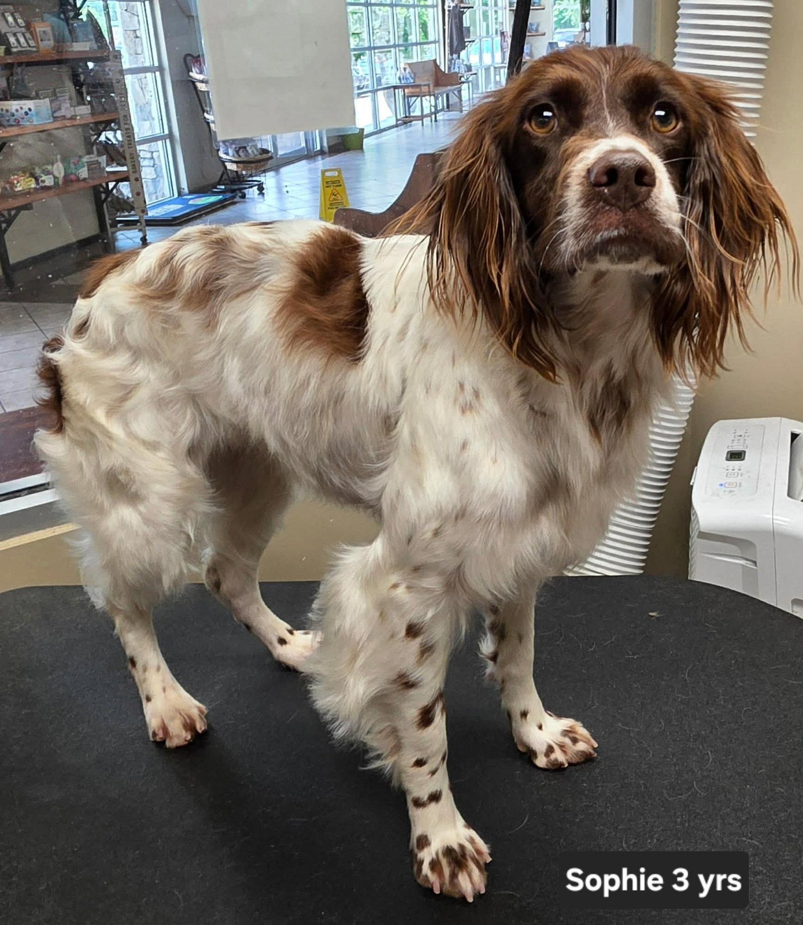 OK/Sophie Ann, Adopted, Adult Female Brittany Spaniel.