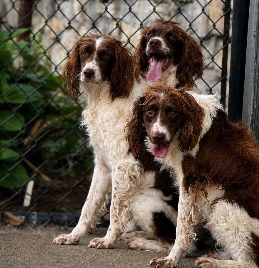 OK/Sophie Ann, a Adopted Brittany Spaniel in Baldwinsville, NY image 2/3