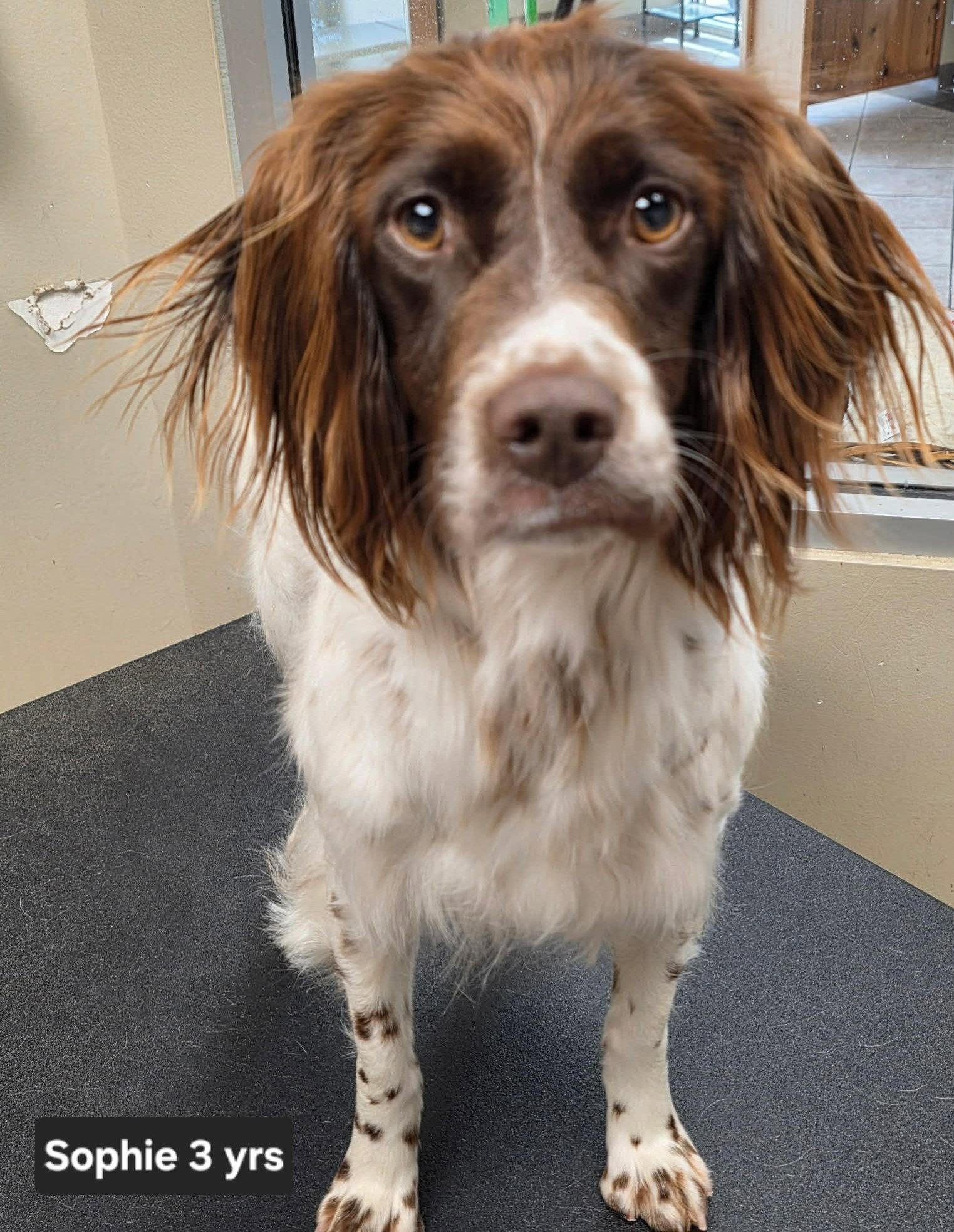 OK/Sophie Ann, a Adopted Brittany Spaniel in Baldwinsville, NY image 3/3