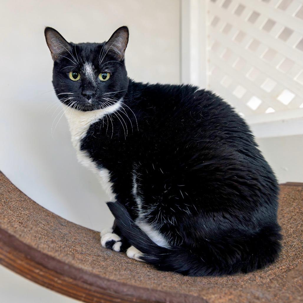 Trouble, Adoptable, Adult Female Domestic Short Hair.