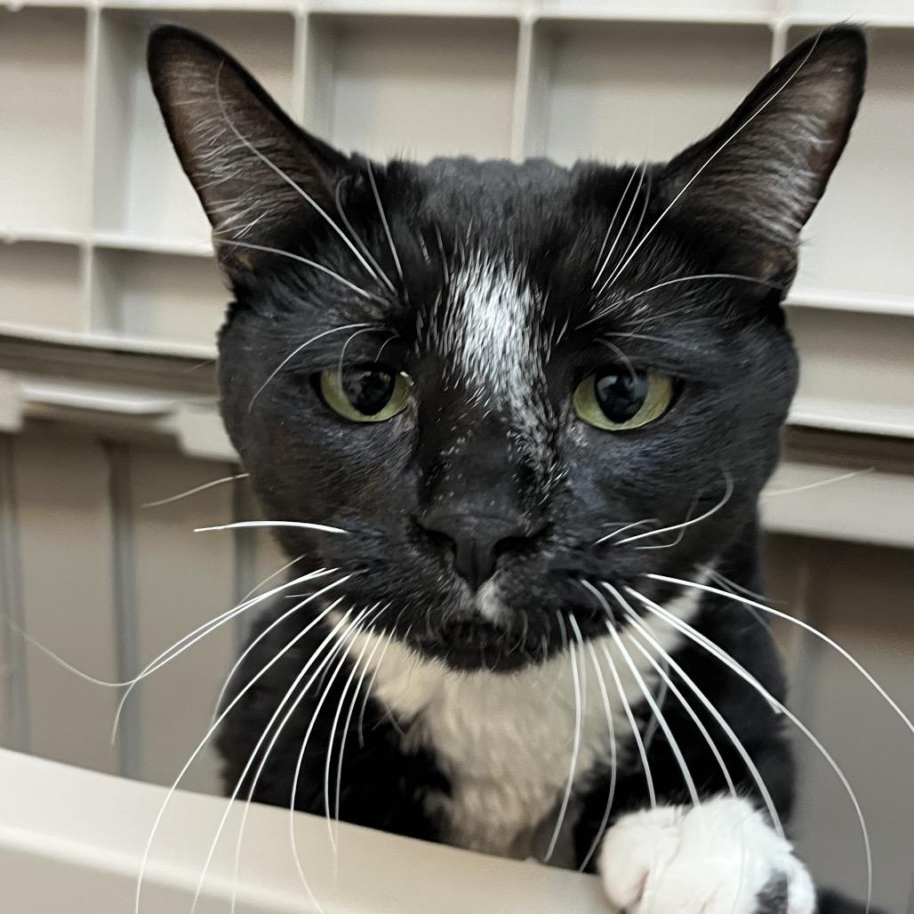 Enlarge Trouble, a Adoptable Domestic Short Hair in Las Vegas, NV image 2/3