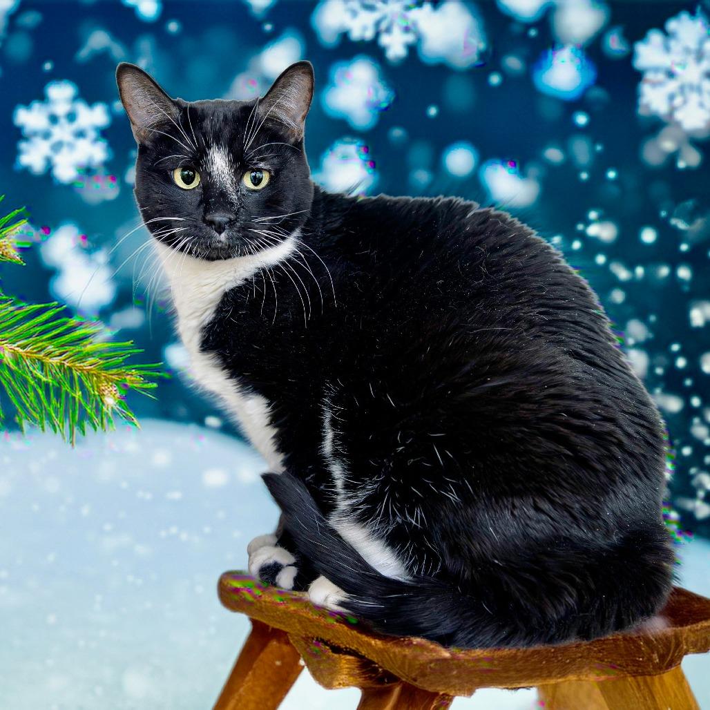 Enlarge Trouble, a Adoptable Domestic Short Hair in Las Vegas, NV image 3/3