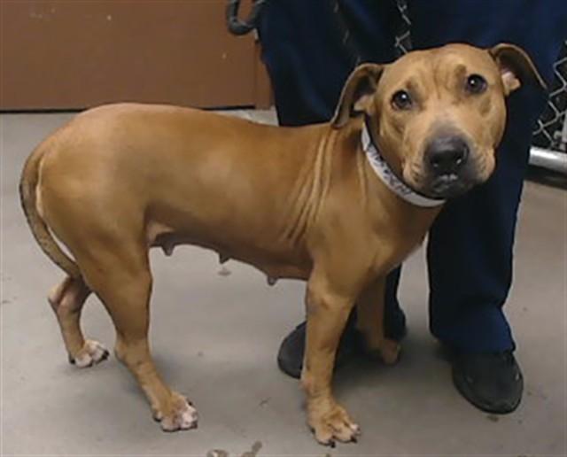 VANITY, Adoptable, Young Female Pit Bull Terrier & Mixed Breed.