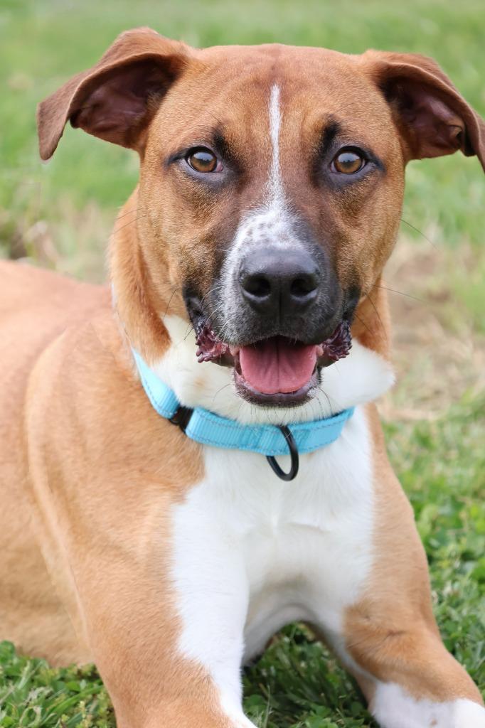 Enlarge Rodrigez, a Adoptable mixed breed in Columbia, TN image 1/5