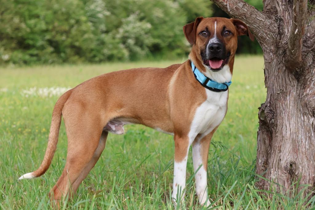Enlarge Rodrigez, a Adoptable mixed breed in Columbia, TN image 2/5