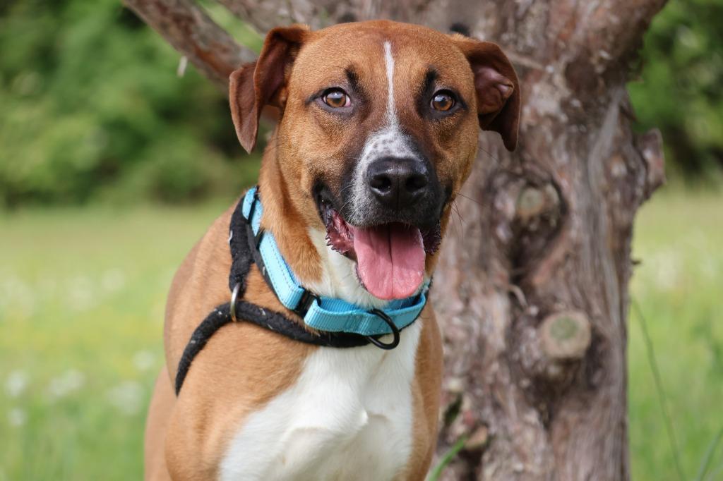Enlarge Rodrigez, a Adoptable mixed breed in Columbia, TN image 3/5