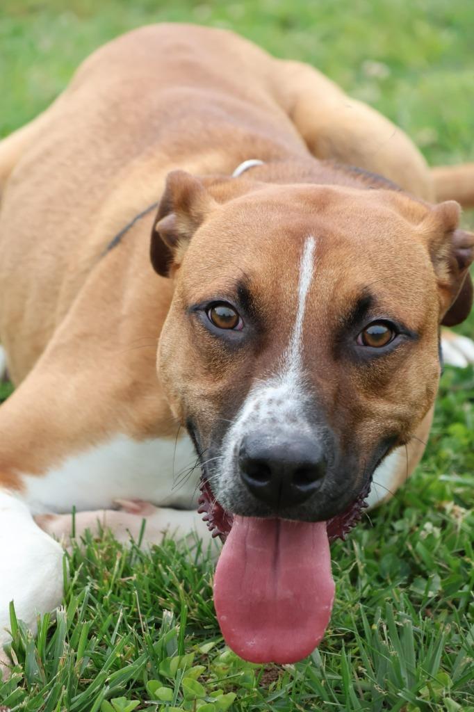 Enlarge Rodrigez, a Adoptable mixed breed in Columbia, TN image 4/5