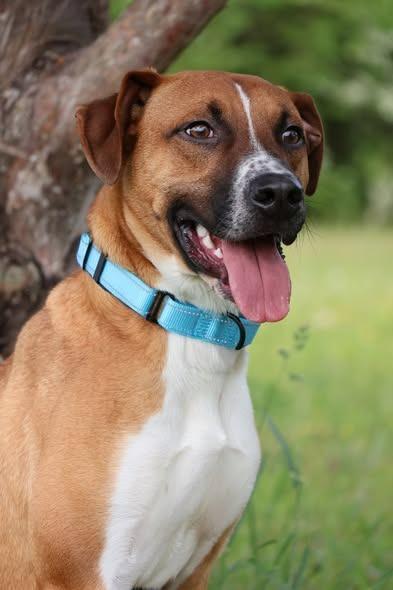 Enlarge Rodrigez, a Adoptable mixed breed in Columbia, TN image 5/5