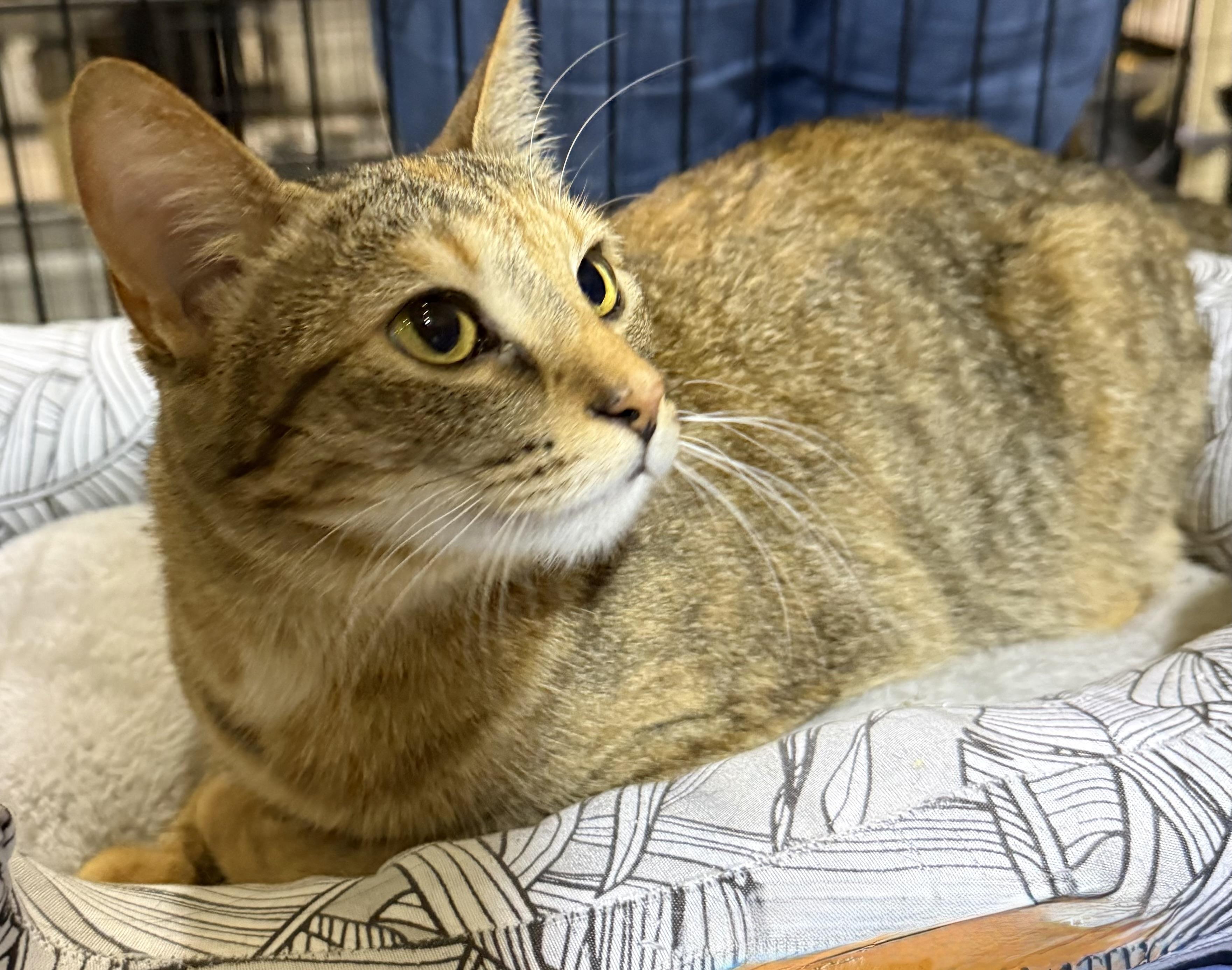 Enlarge Penny, a ADOPTABLE Torbie in Lake Ozark, MO image 1/1