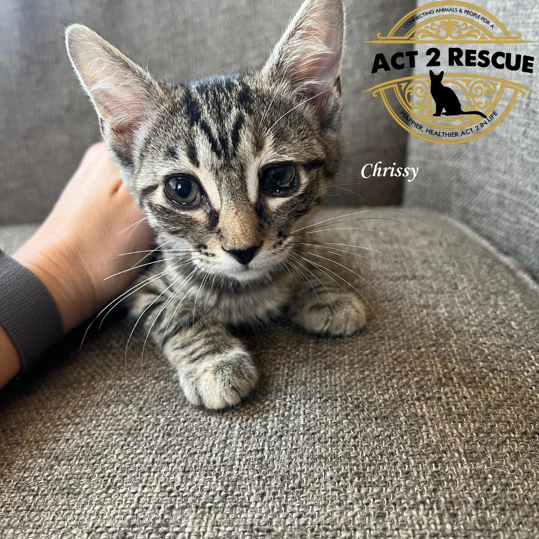 Enlarge Chrissy, a Adoptable Domestic Short Hair in Riverside, CA image 1/1