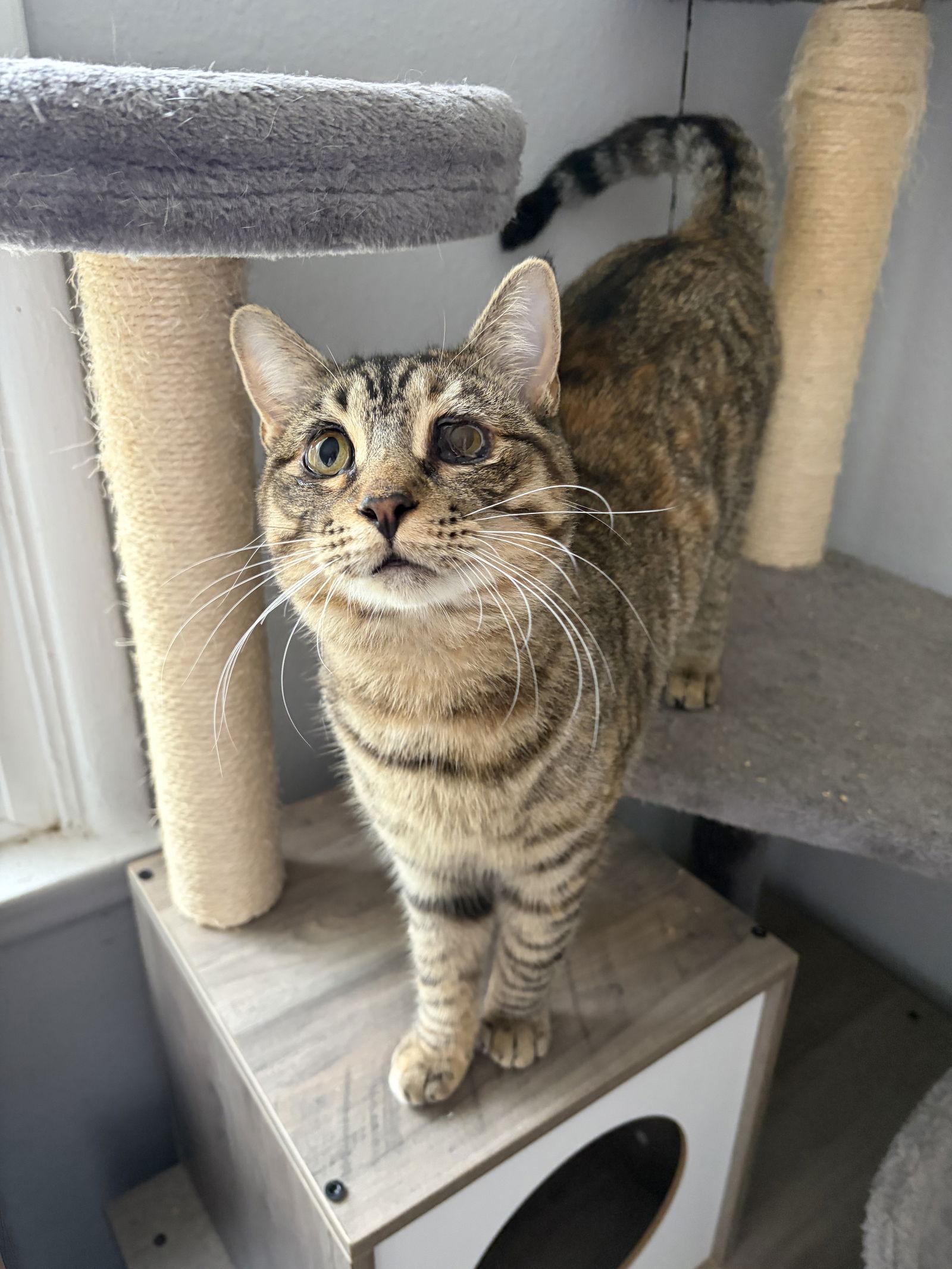 Enlarge Chrissy, a Adoptable Domestic Short Hair in Riverside, CA image 2/2