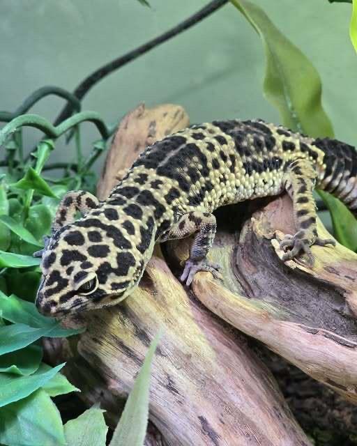 Onyx, Adoptable, Young Female Gecko.