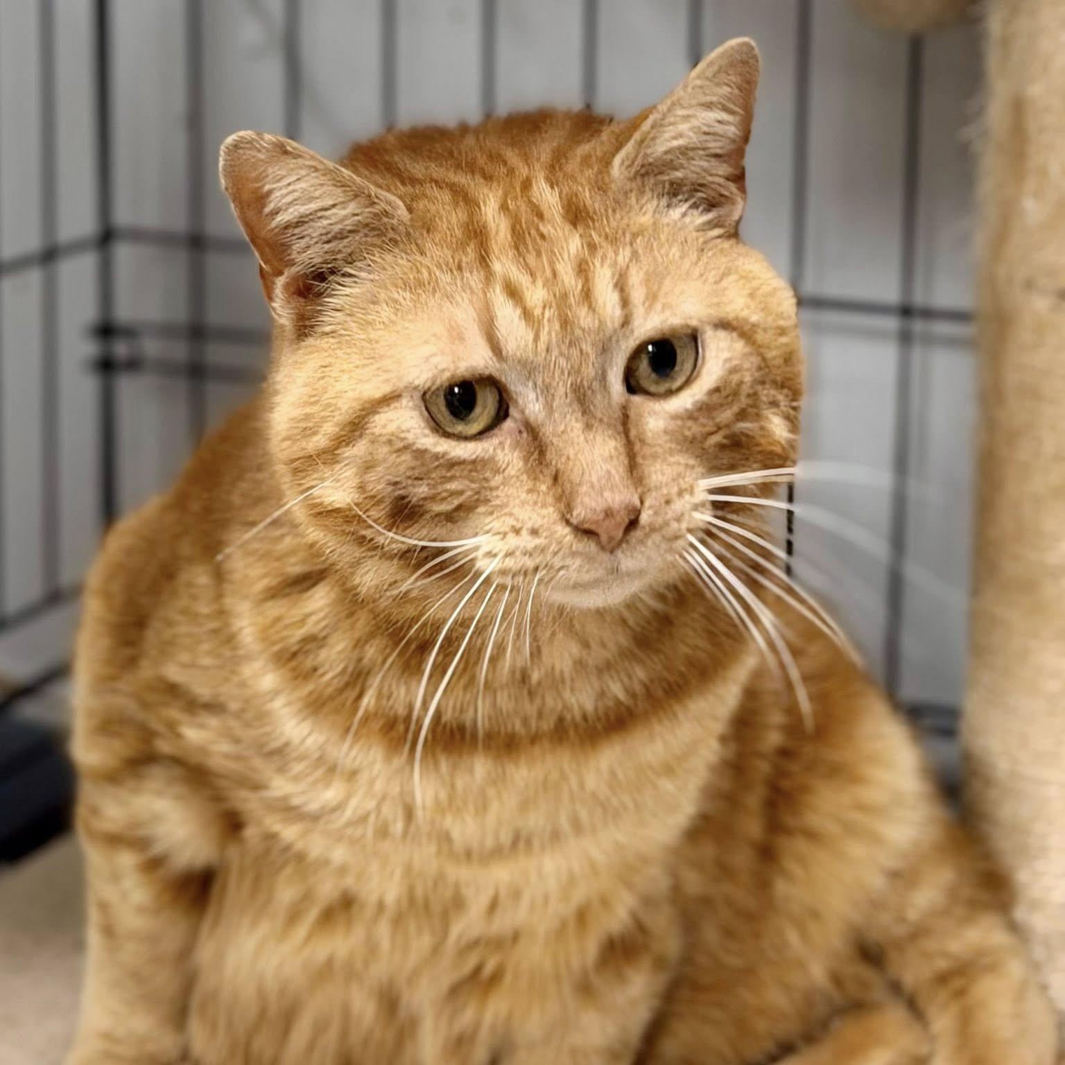 Al Purrchino, ADOPTABLE, Adult Male Domestic Short Hair.