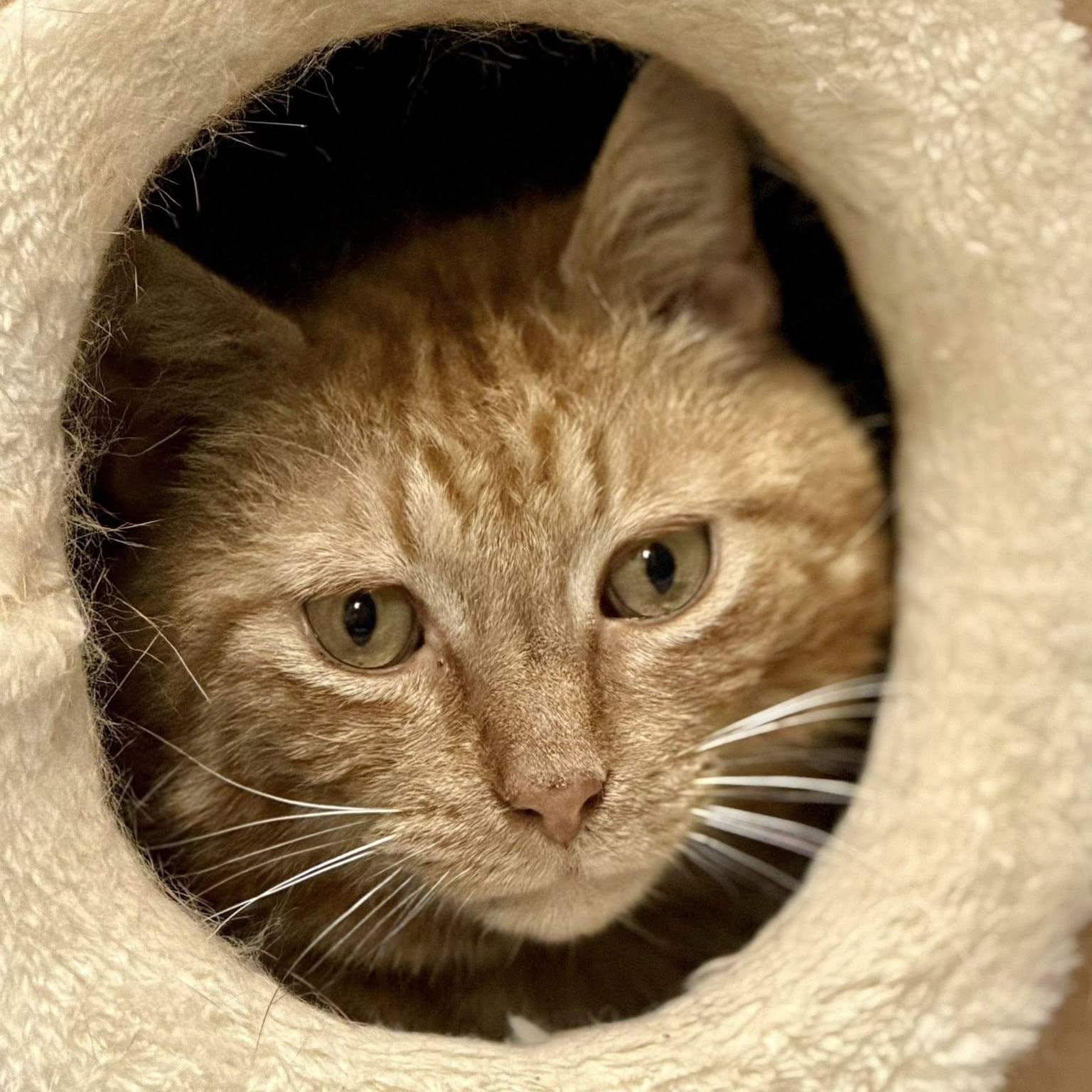 Enlarge Al Purrchino, a ADOPTABLE Domestic Short Hair in Effingham, IL image 2/3