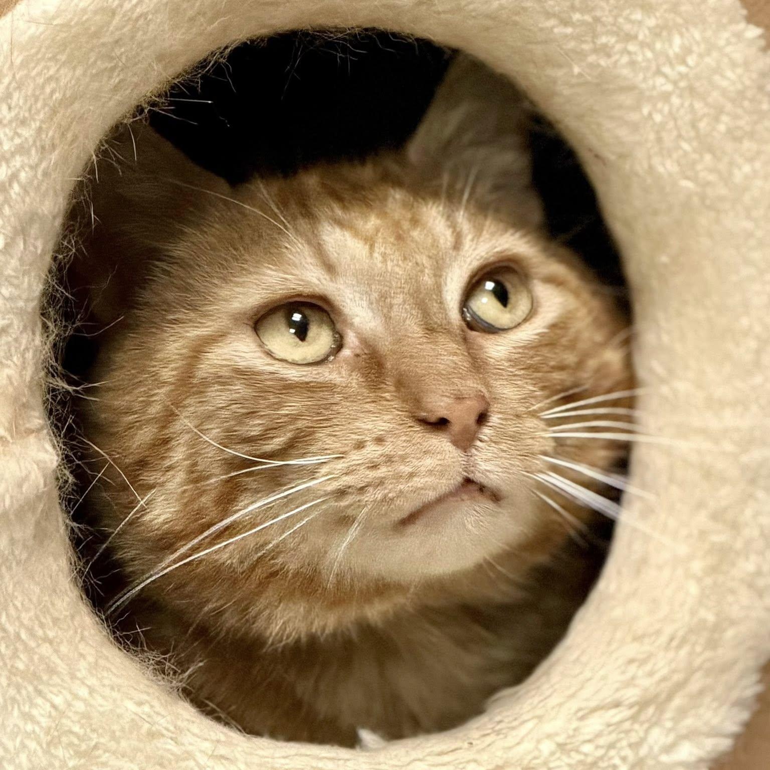 Enlarge Al Purrchino, a ADOPTABLE Domestic Short Hair in Effingham, IL image 3/3