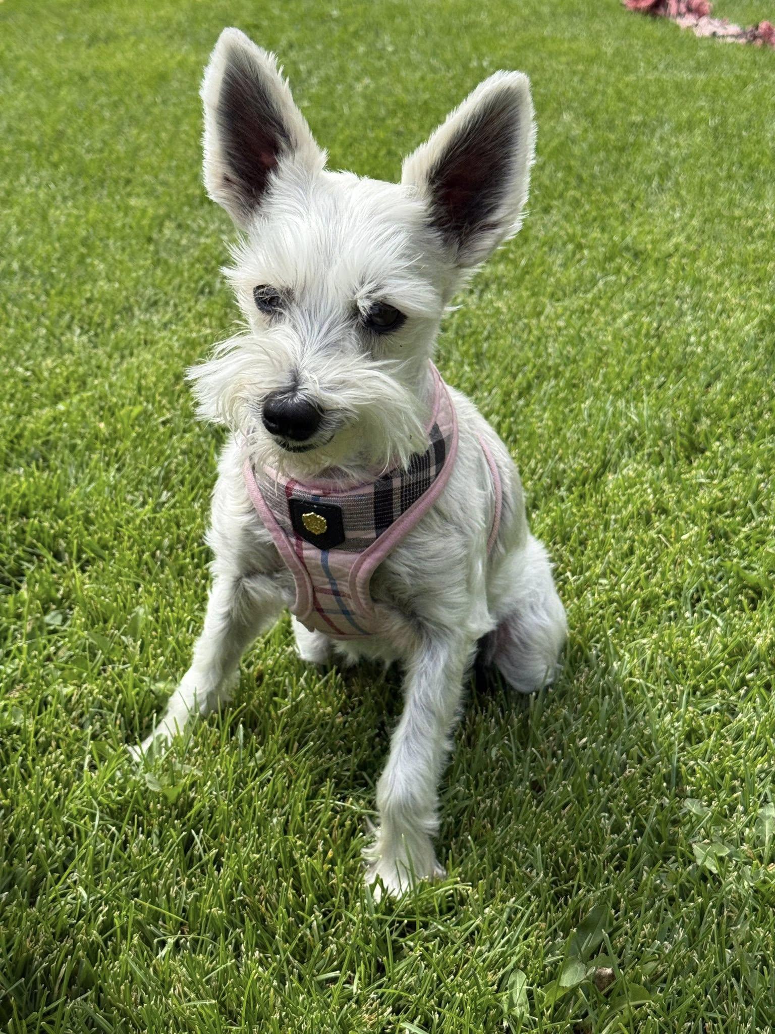 Jill, Adopted, Senior Female Miniature Schnauzer.