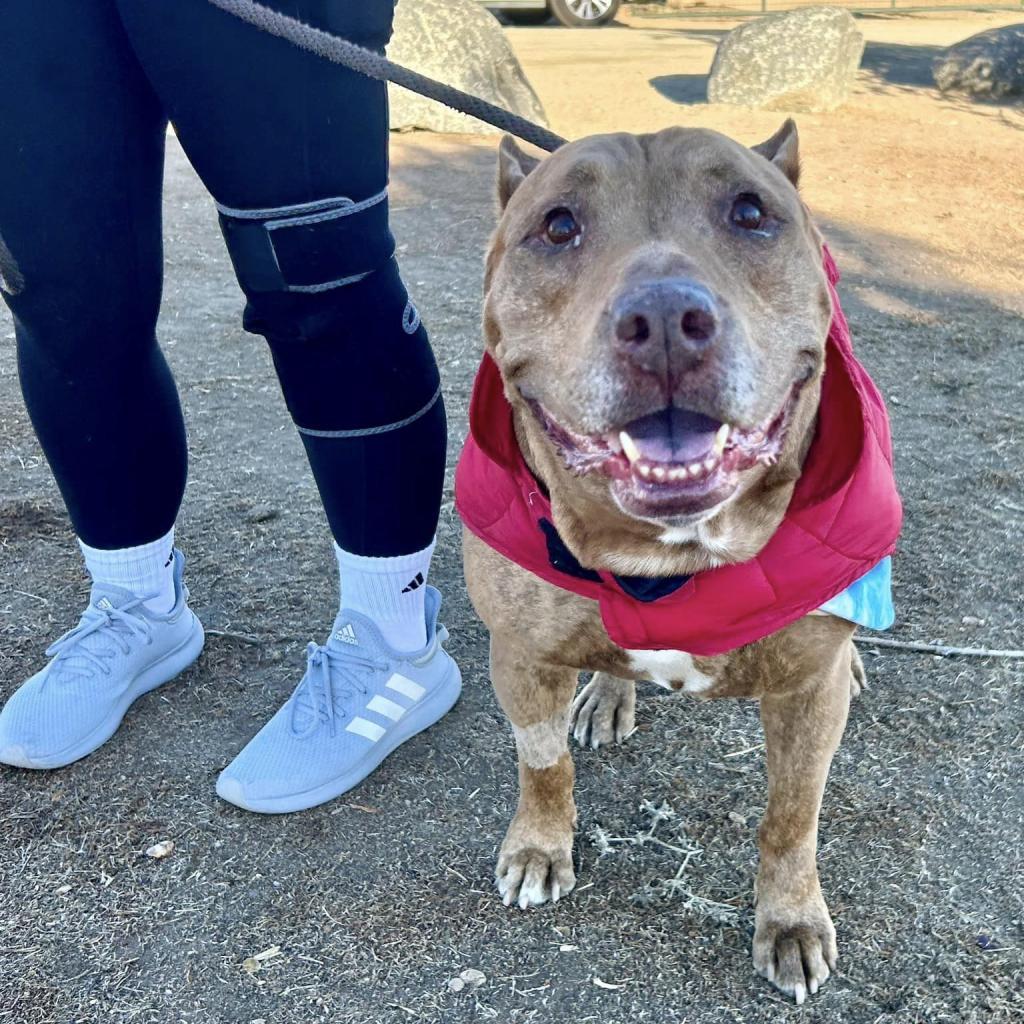 Enlarge Cooper, a Adoptable Pit Bull Terrier in Ramona, CA image 3/6