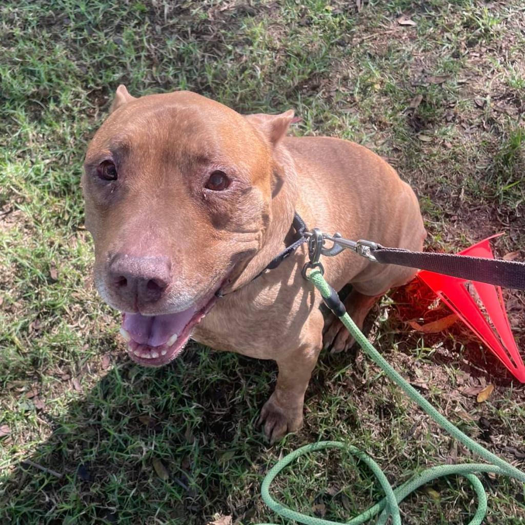Enlarge Cooper, a Adoptable Pit Bull Terrier in Ramona, CA image 5/6
