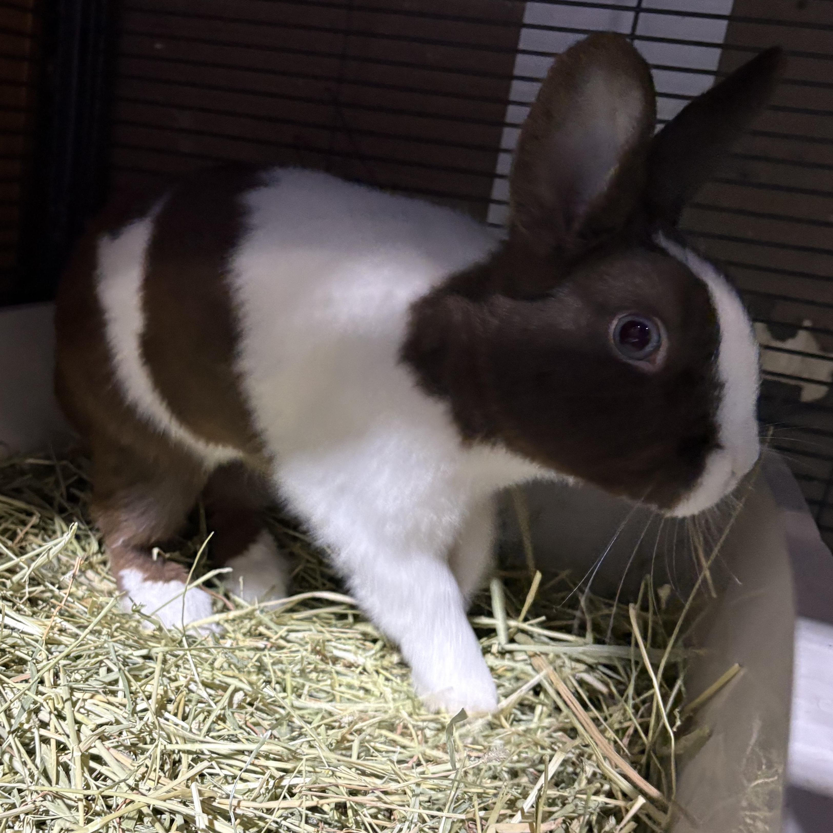 Bonsai, an adopted Dutch in Howell, NJ image 3/4