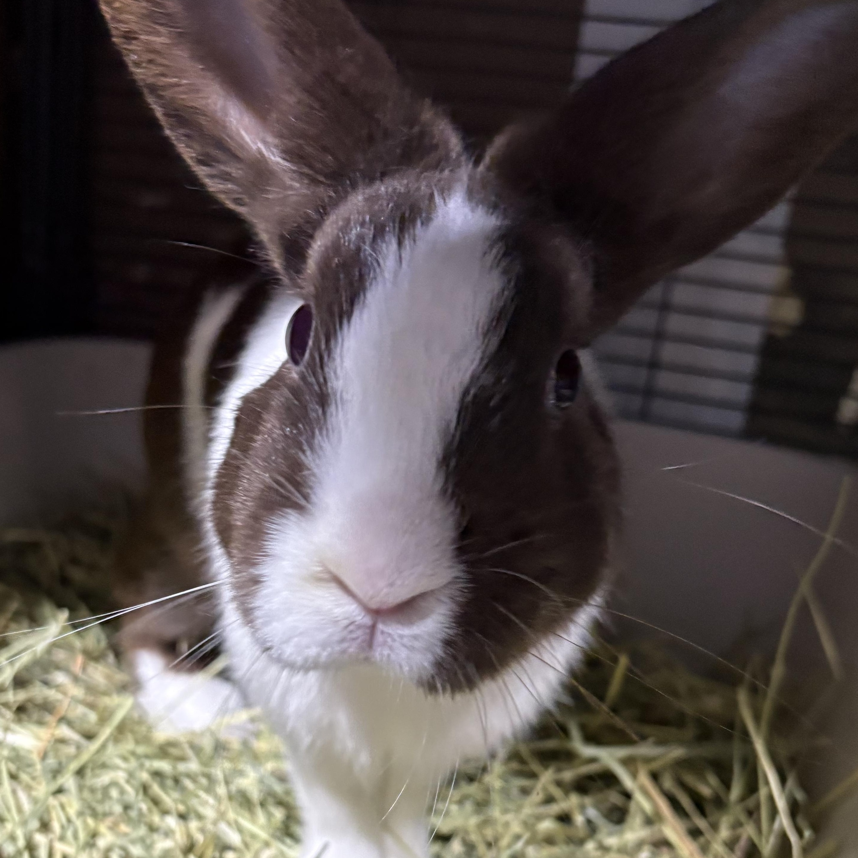 Bonsai, Adoptable, Adult Male Dutch.