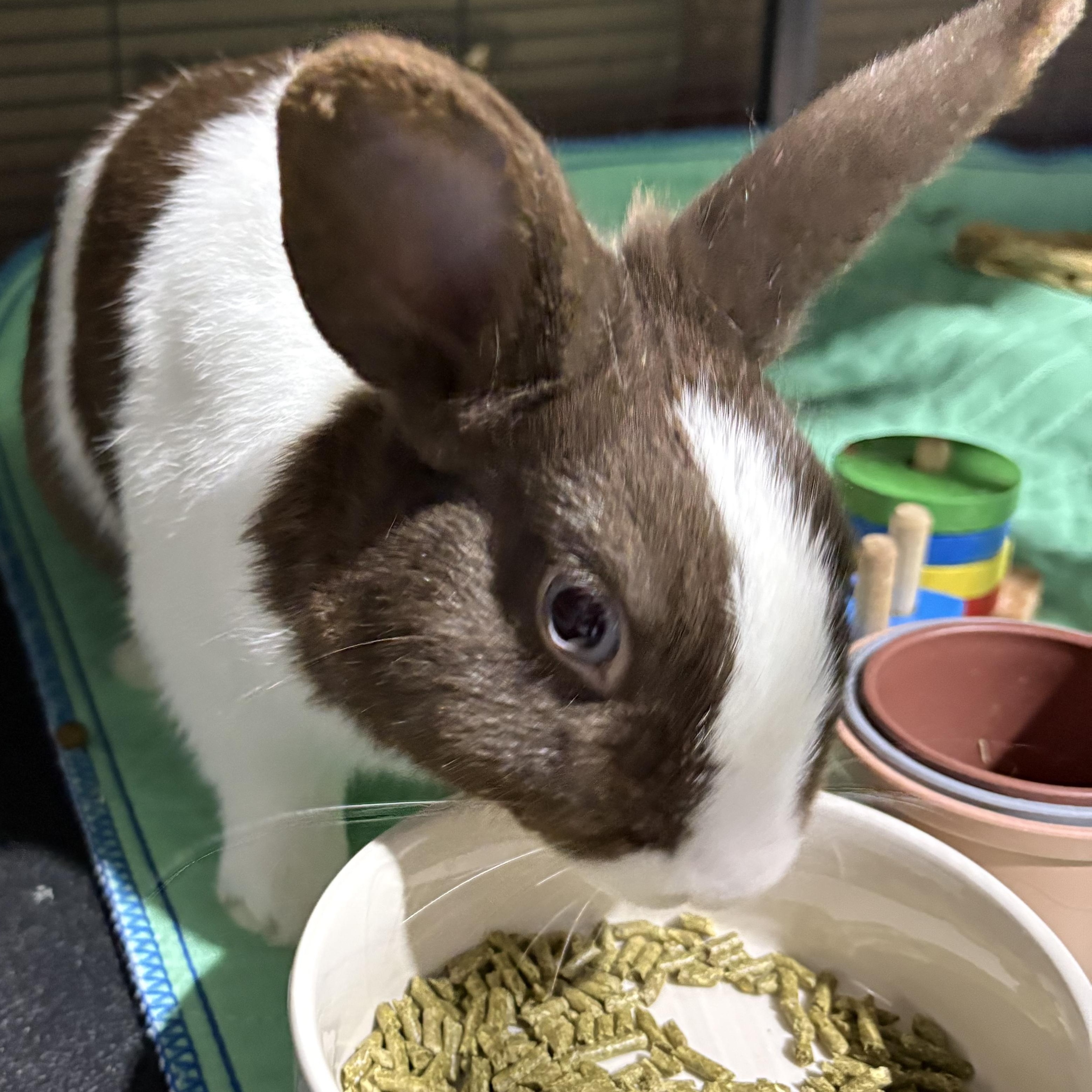 Bonsai, an adopted Dutch in Howell, NJ image 4/4