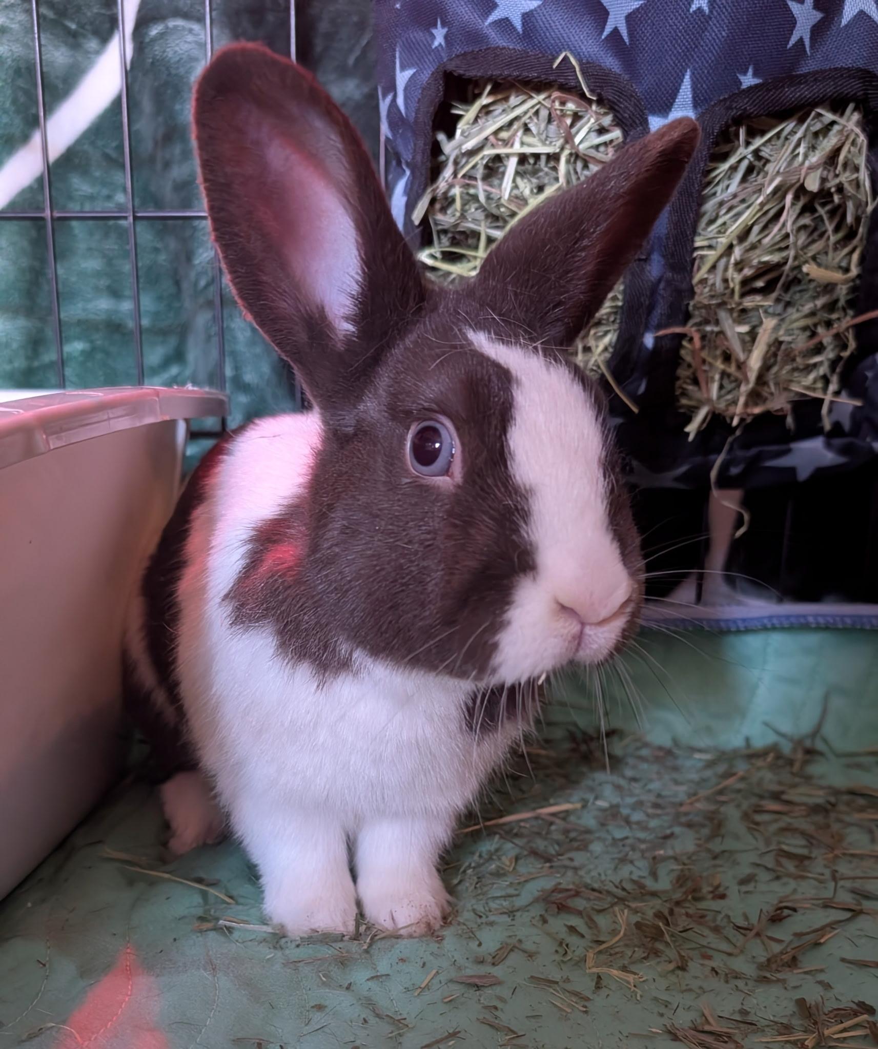 Bonsai, Adoptable, Adult Male Dutch.