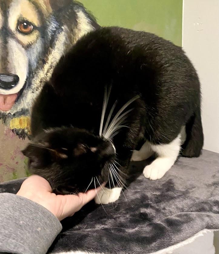 Amaryllis, a Adoptable Domestic Short Hair in Lafayette, NJ image 1/3