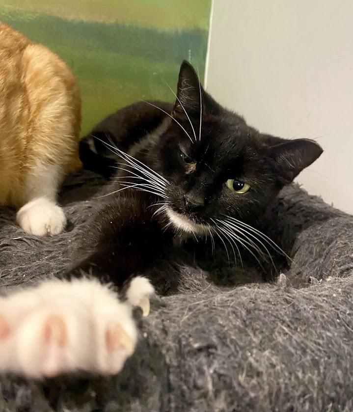 Amaryllis, Adoptable, Young Female Domestic Short Hair.