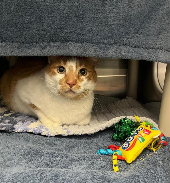 Enlarge EUGENE, a Adoptable Domestic Short Hair in London, ON image 1/1