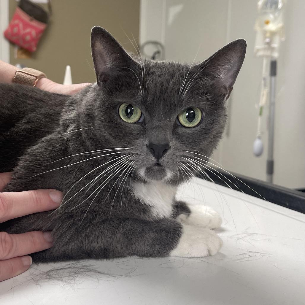 Houdini, Adoptable, Senior Female Domestic Short Hair.