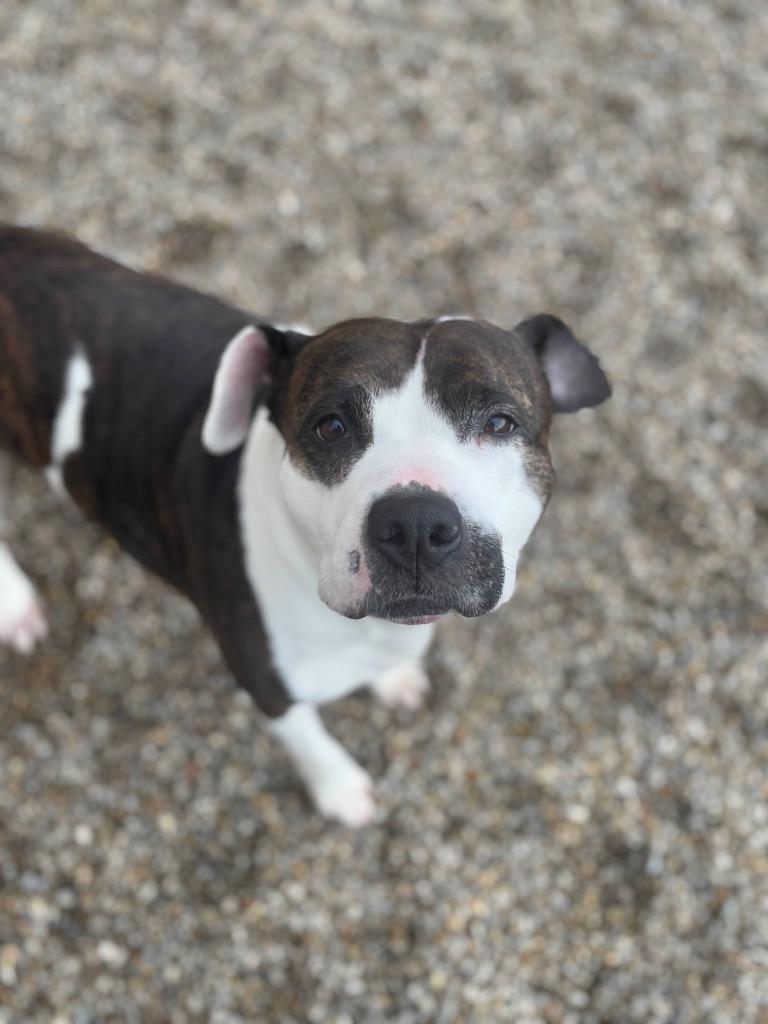 Camber Moon thumbnail 2