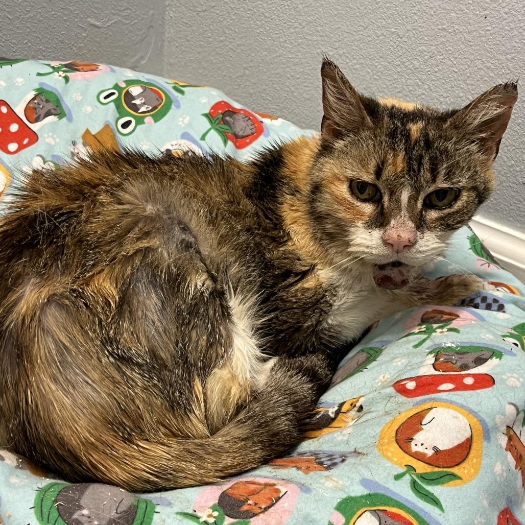 Lotus, a Adoptable Extra-Toes Cat / Hemingway Polydactyl in Folsom, LA image 1/3