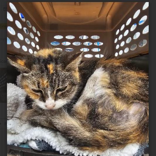 Lotus, a Adoptable Extra-Toes Cat / Hemingway Polydactyl in Folsom, LA image 2/3