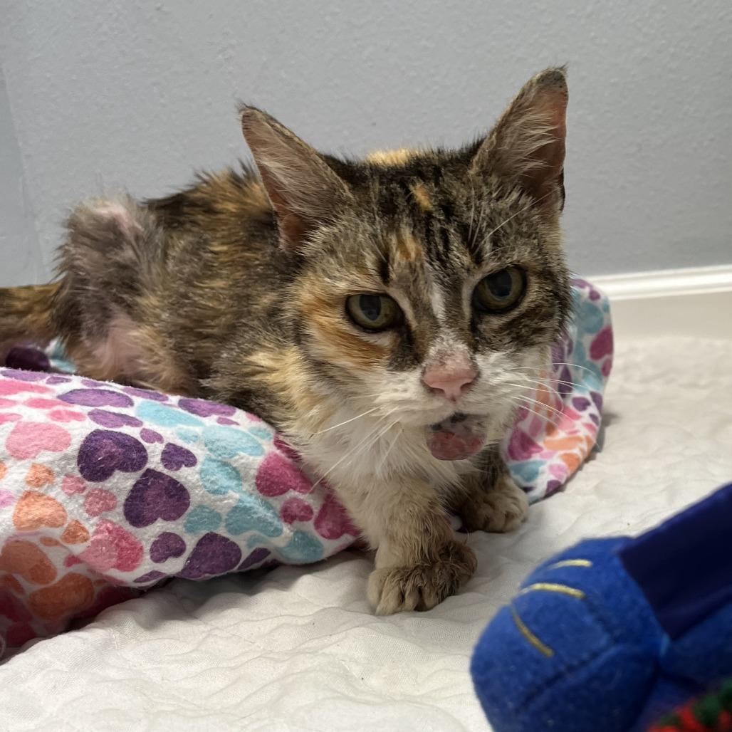 Lotus, Adoptable, Adult Female Extra-Toes Cat / Hemingway Polydactyl.