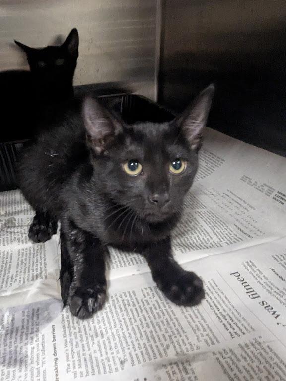 Enlarge Zero, a Adoptable Domestic Short Hair in Springfield, GA image 1/1