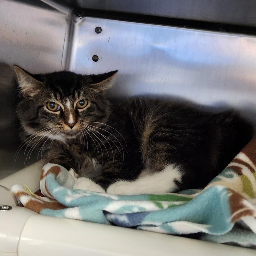 Enlarge Whiskey - Foster, a Adoptable Domestic Medium Hair in Grand Rapids, MI image 1/2