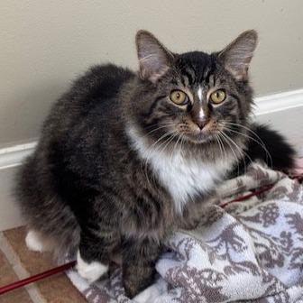 Whiskey - Foster, Adoptable, Young Male Domestic Medium Hair.