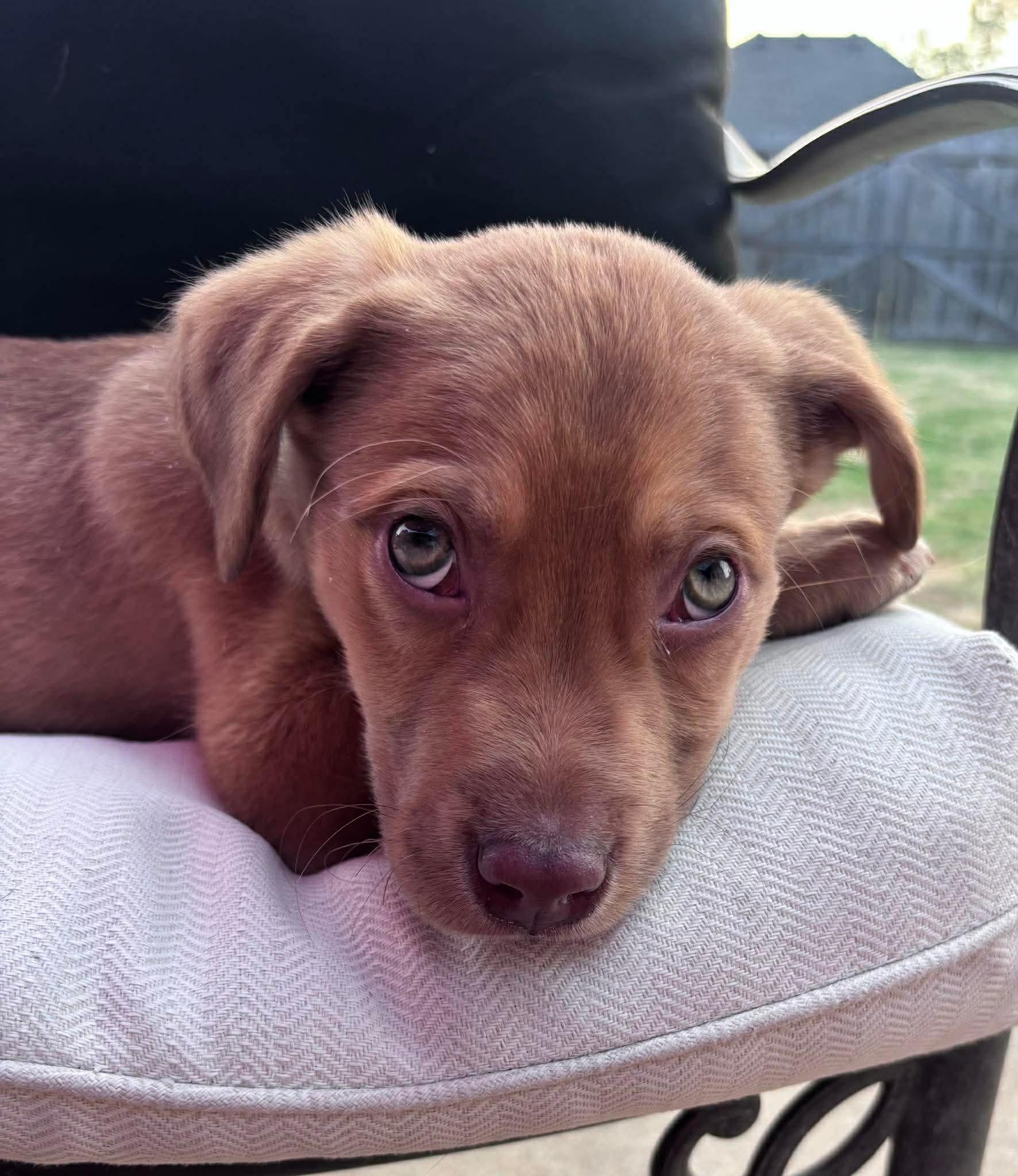 Enlarge Argus , a ADOPTABLE mixed breed in Pelham, NH image 6/6