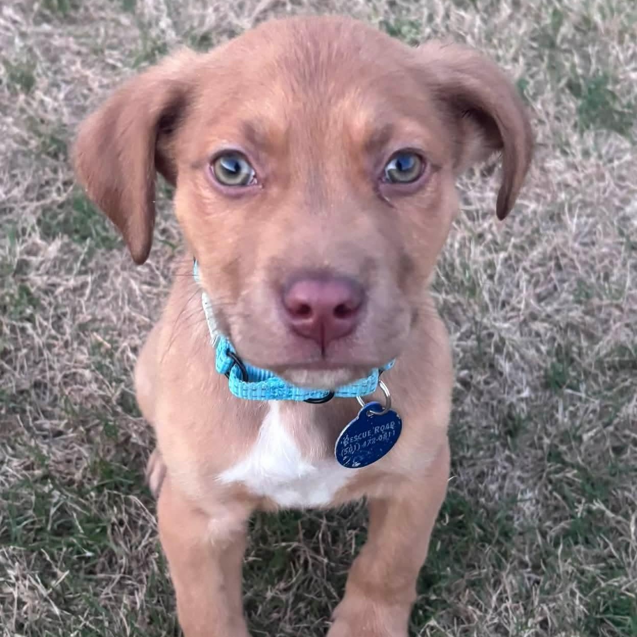 Enlarge Argus , a ADOPTABLE mixed breed in Pelham, NH image 3/6