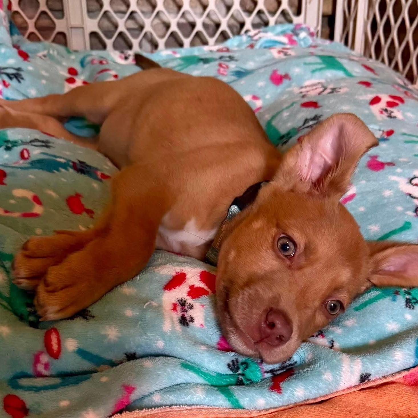 Enlarge Argus , a ADOPTABLE mixed breed in Pelham, NH image 2/6